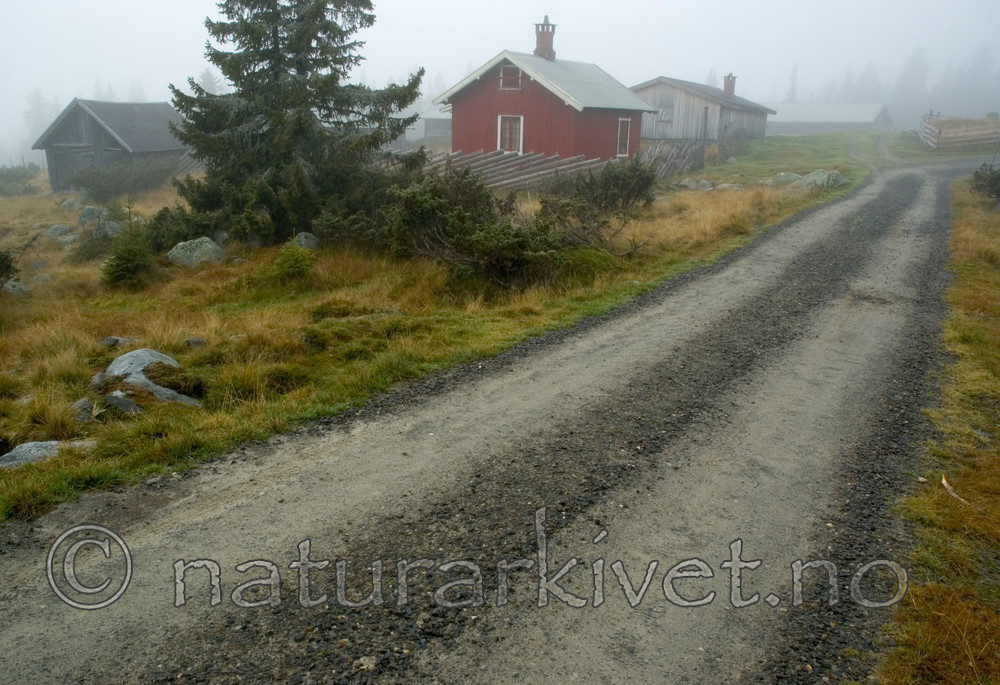 BB 05 0316 / Juniperus communis / Einer <br /> Picea abies / Gran