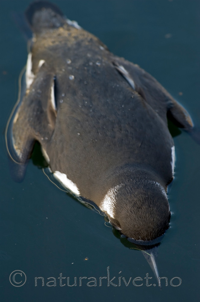 BB 05 0324 / Uria aalge / Lomvi