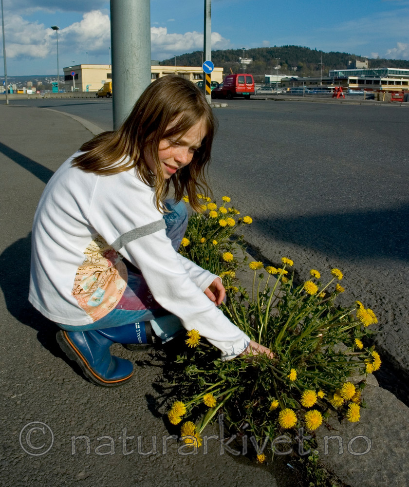 BB 05 0332 / Taraxacum officinale <br /> Taraxacum officinale