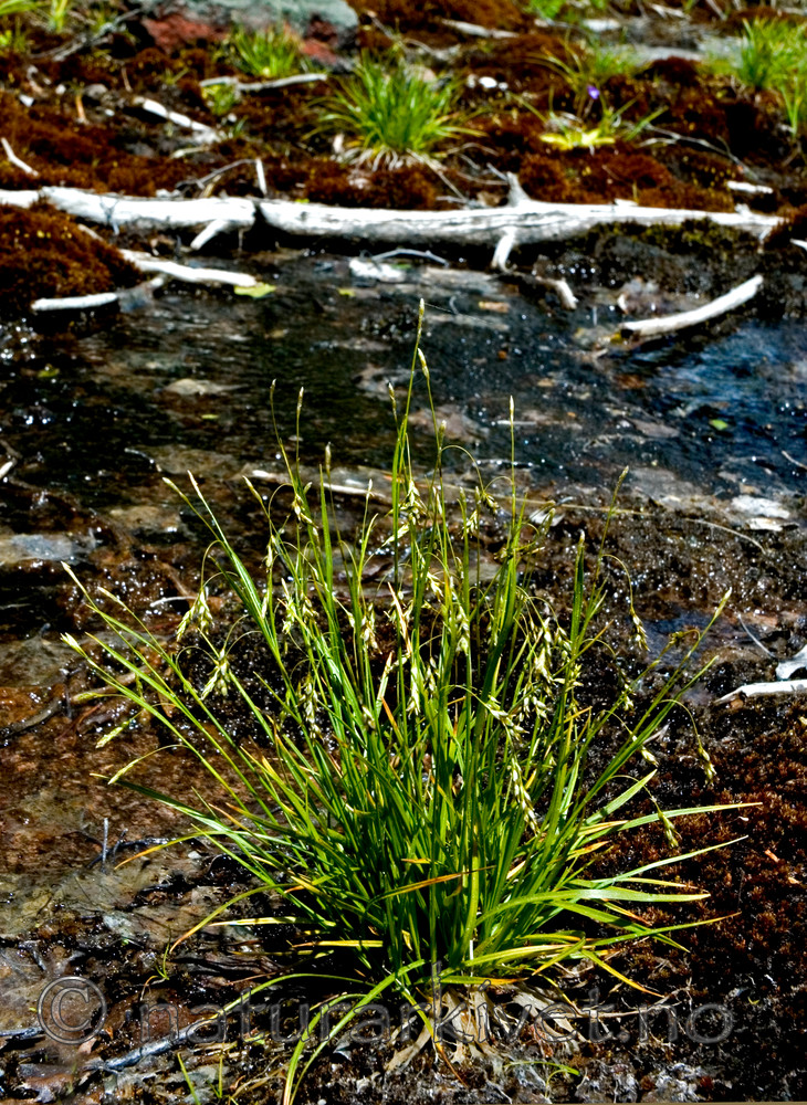 BB 05 0336 / Carex capillaris / Hårstarr