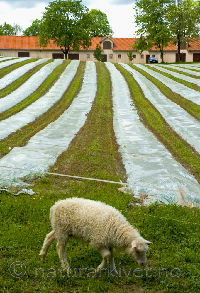 BB 05 0339 / Ovis aries / Sau