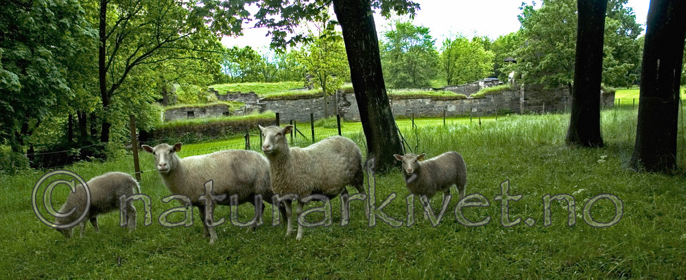 BB 05 0341 / Ovis aries / Sau