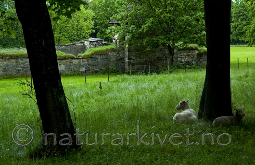 BB 05 0342 / Ovis aries / Sau