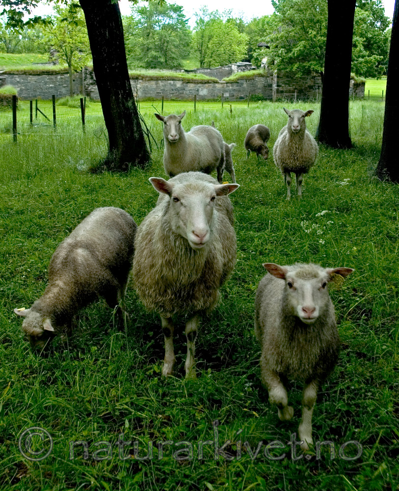 BB 05 0343 / Ovis aries / Sau