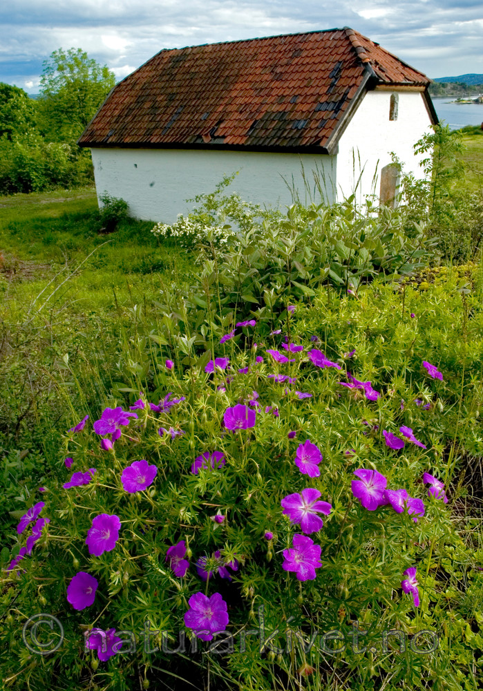 BB 05 0344 / Geranium sanguineum / Blodstorkenebb <br /> Phedimus spurius / Gravbergknapp