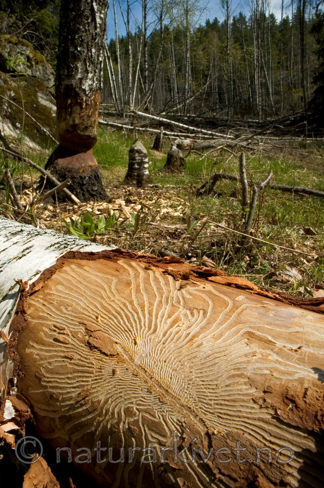 BB 05 0348 / Betula pubescens / Bjørk <br /> Castor fiber / Bever