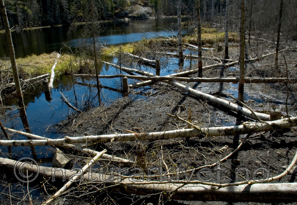 BB 05 0349 / Betula pubescens / Bjørk <br /> Castor fiber / Bever
