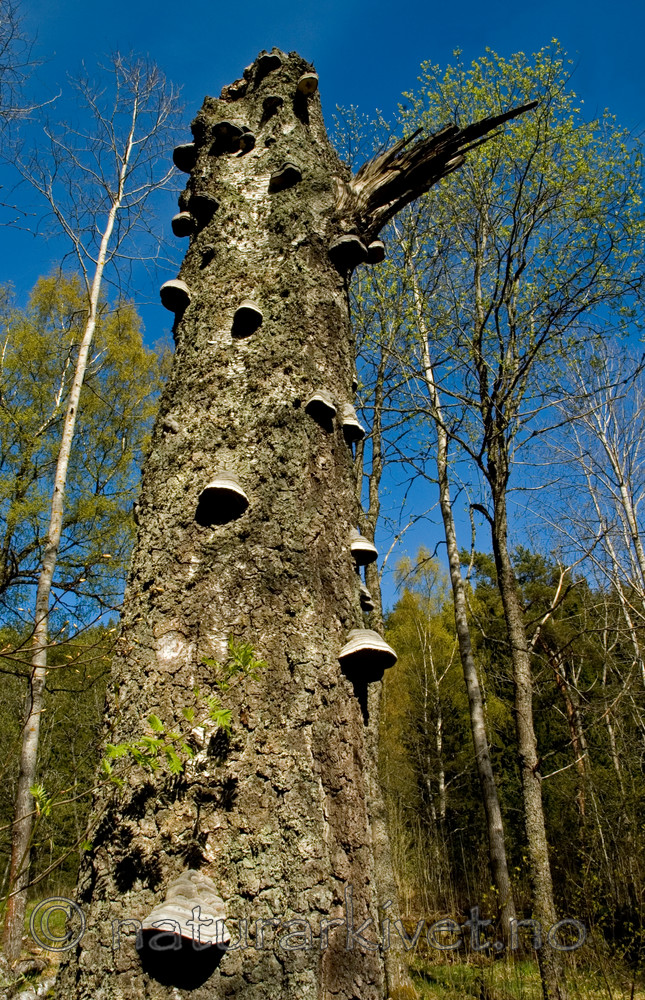 BB 05 0350 / Betula pendula / Hengebjørk <br /> Fomes fomentarius / Knuskkjuke