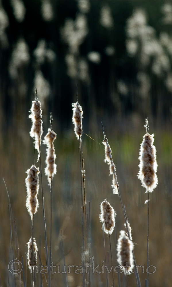 BB 05 0351 / Typha latifolia / Brei dunkjevle