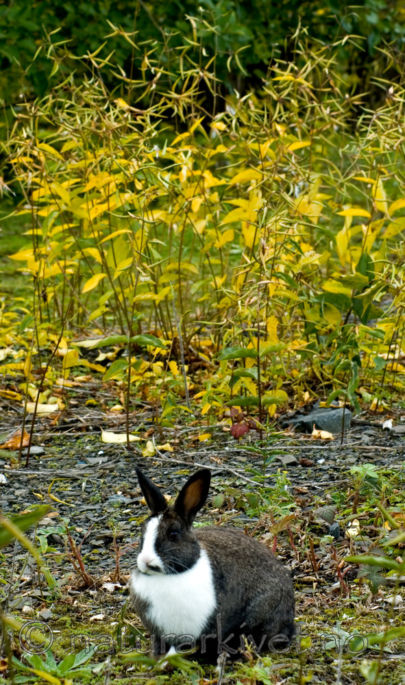 BB 05 0355 / Oryctolagus cuniculus / Kanin <br /> Vincetoxicum rossicum / Russesvalerot