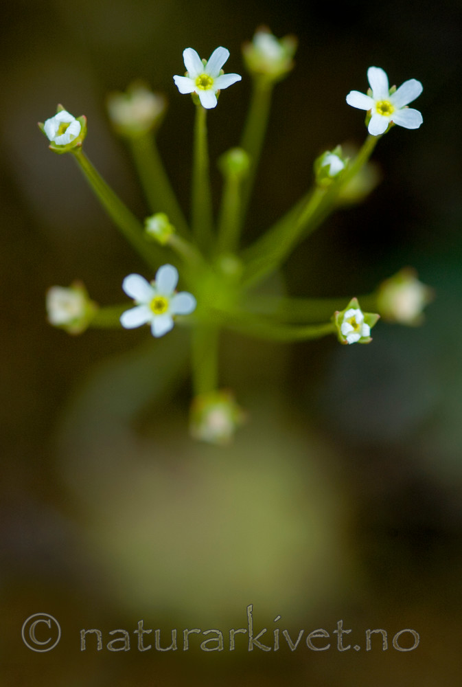 BB 05 0358 / Androsace septentrionalis / Smånøkkel