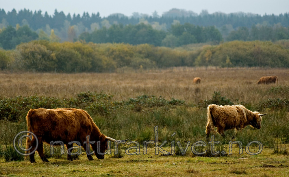 BB 05 0360 / Bos taurus / Storfe