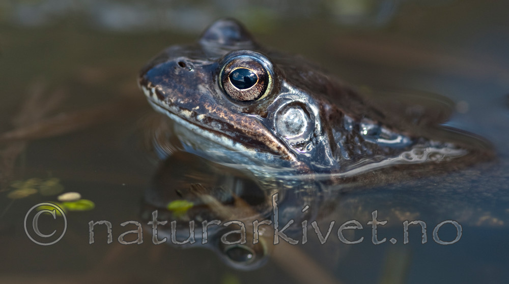 BB 05 0374 / Rana temporaria / Buttsnutefrosk
