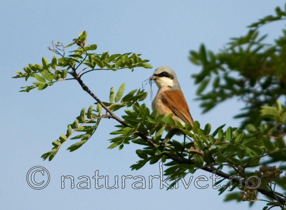 BB 05 0378 / Lanius collurio / Tornskate