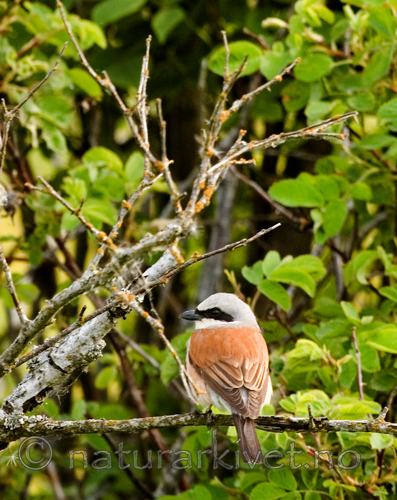 BB 05 0379 / Lanius collurio / Tornskate