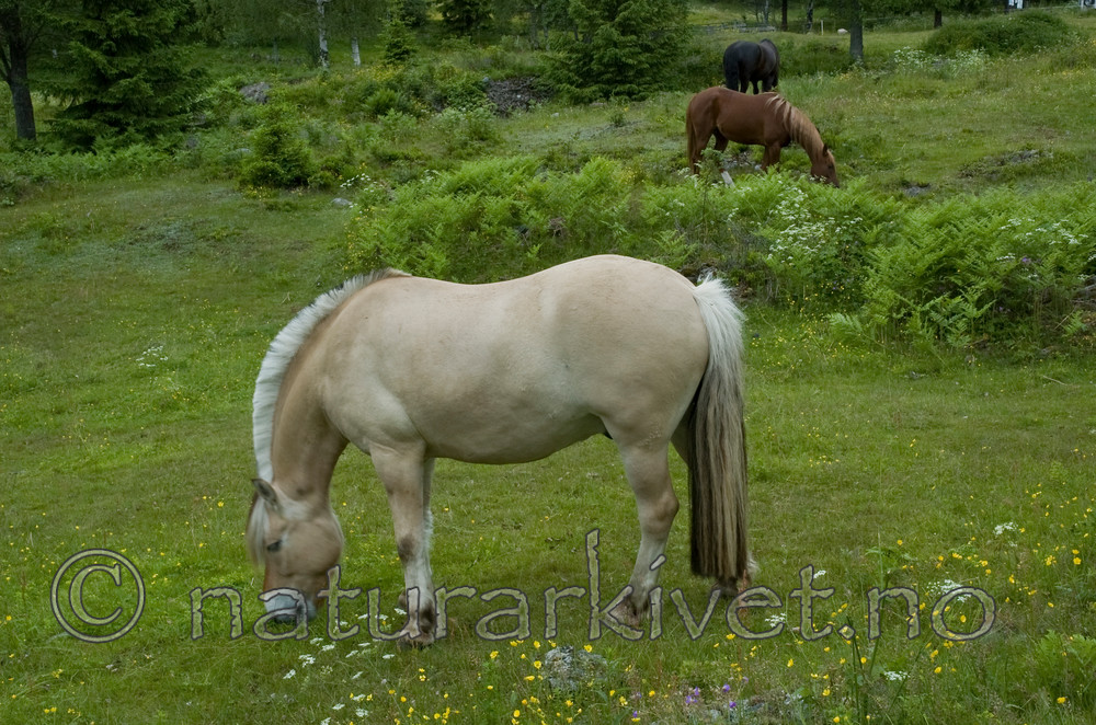 BB 05 0380 / Equus caballus / Hest <br /> Pteridium aquilinum / Einstape
