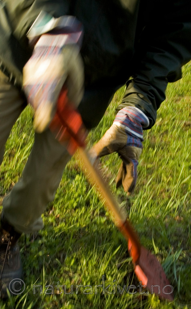 BB 05 0383 / Bunias orientalis / Russekål
