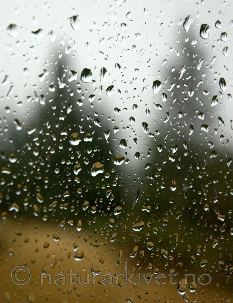 BB 05 0385 / Picea abies / Gran