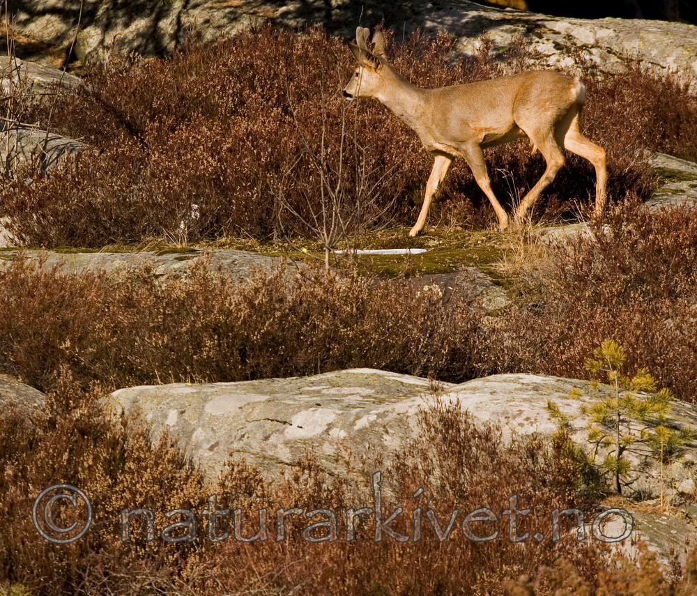 BB 05 0386 / Calluna vulgaris / Røsslyng <br /> Capreolus capreolus / Rådyr