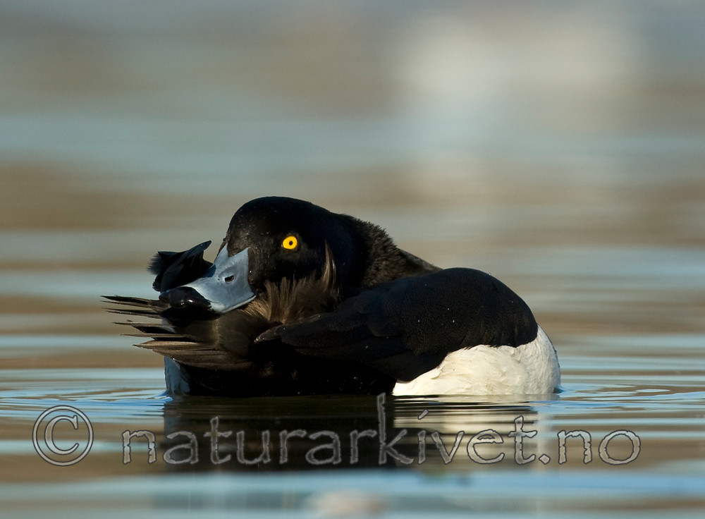 BB 05 0389 / Aythya fuligula / Toppand