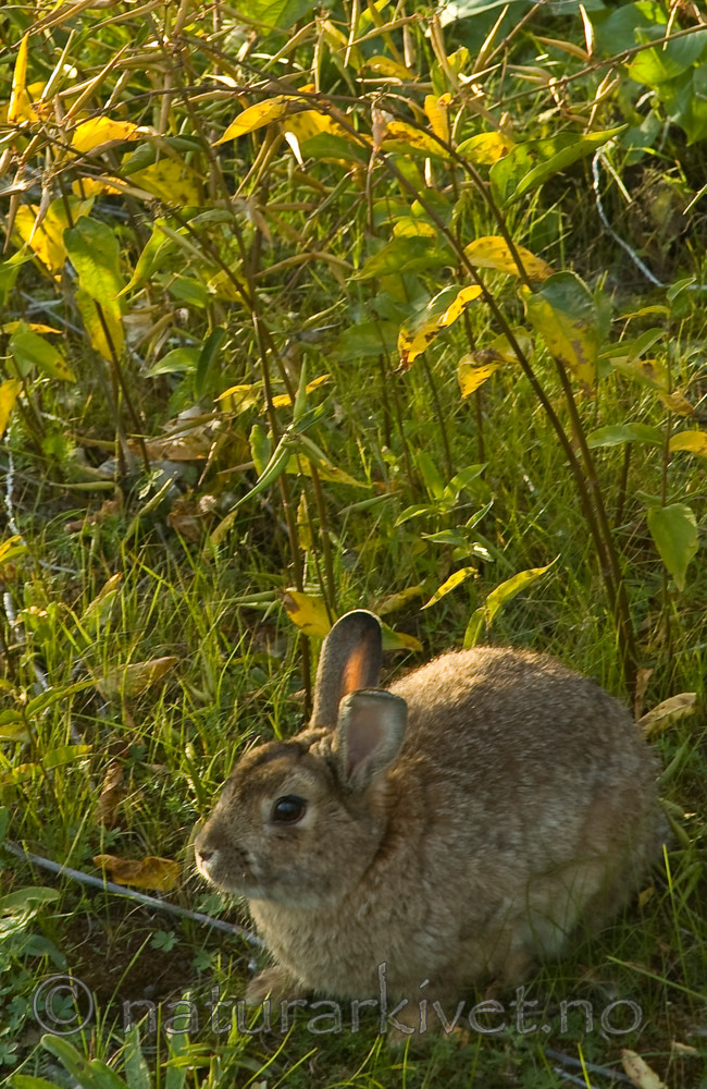 BB 05 0391 / Oryctolagus cuniculus / Kanin <br /> Vincetoxicum rossicum / Russesvalerot