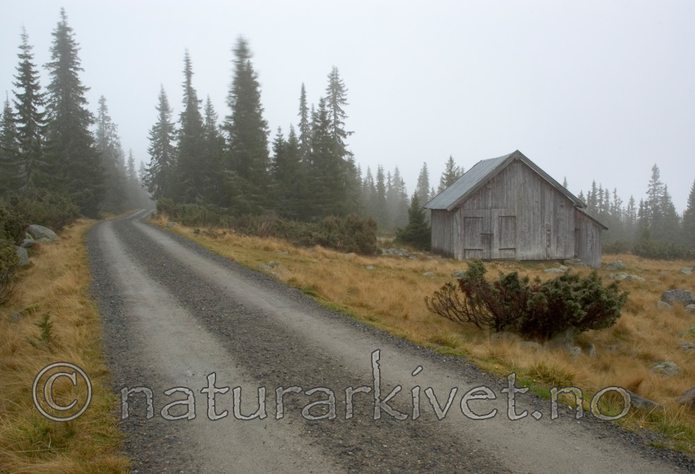 BB 05 0399 / Juniperus communis / Einer <br /> Picea abies / Gran