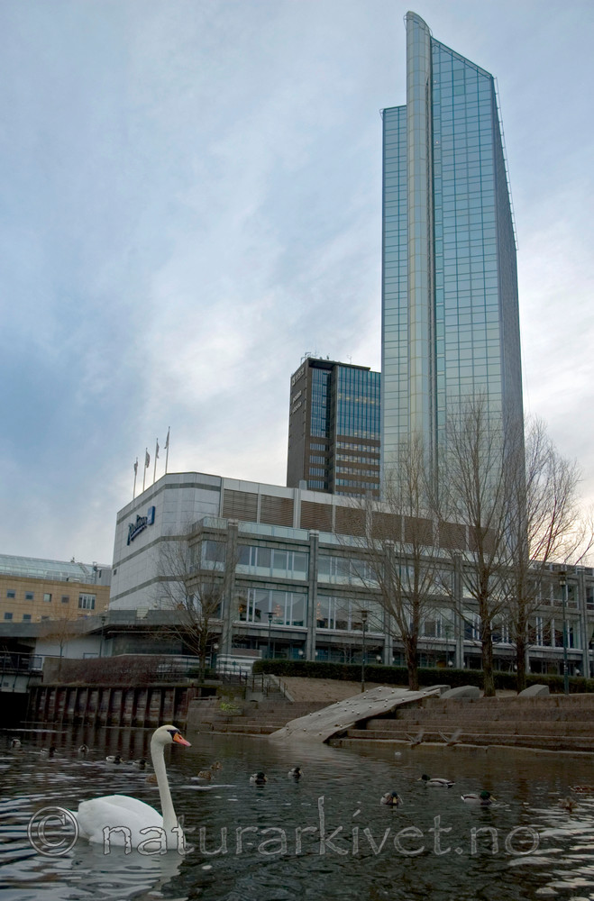 BB 05 0400 / Cygnus olor / Knoppsvane