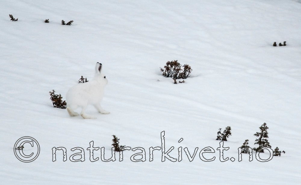 BB 05 0402 / Lepus timidus / Hare