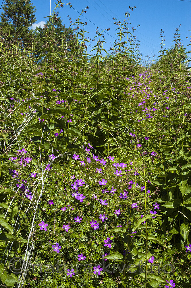 BB 05 0404 / Geranium sanguineum / Blodstorkenebb <br /> Vincetoxicum rossicum / Russesvalerot