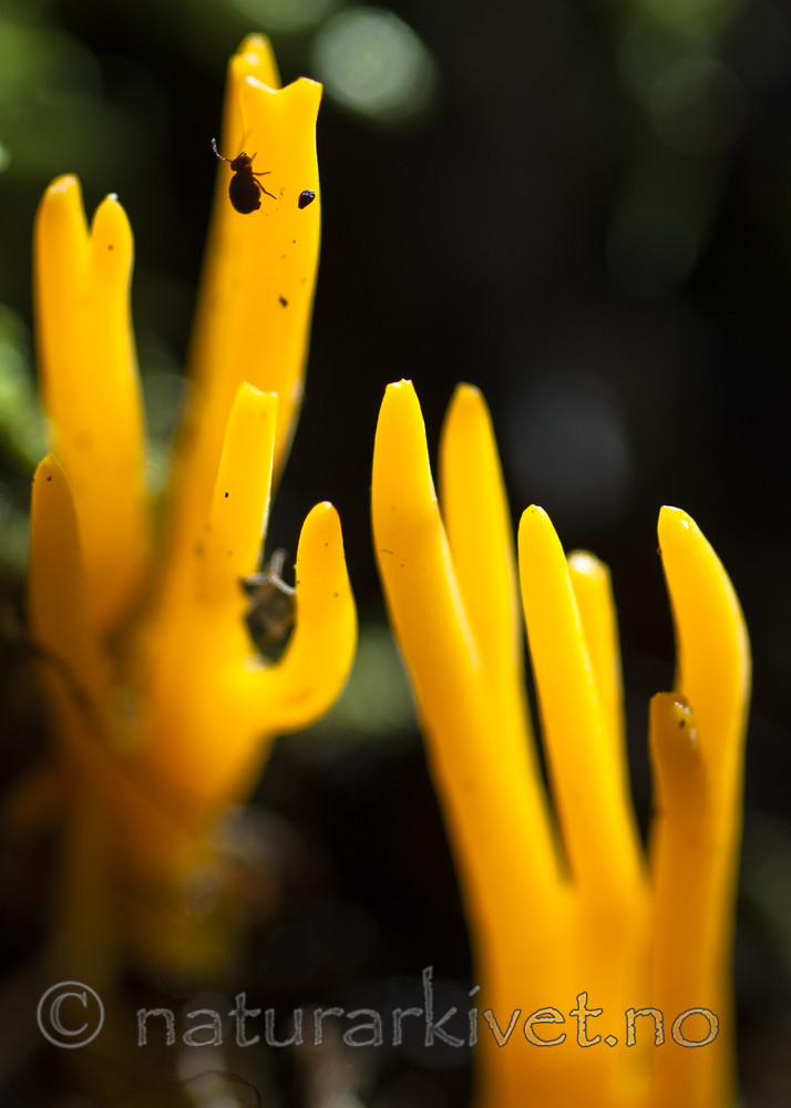 BB 05 0407 / Calocera viscosa / Gullgaffel