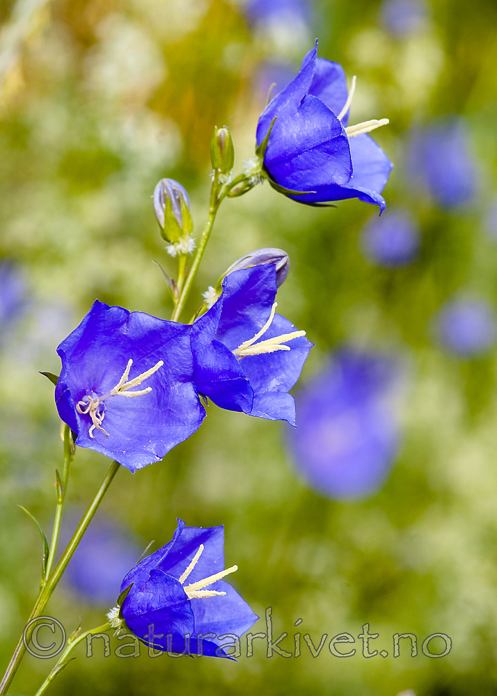 BB 05 0410 / Campanula persicifolia / Fagerklokke