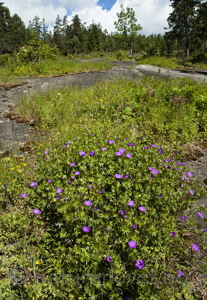 BB 05 0417 / Geranium sanguineum / Blodstorkenebb <br /> Pinus sylvestris / Furu