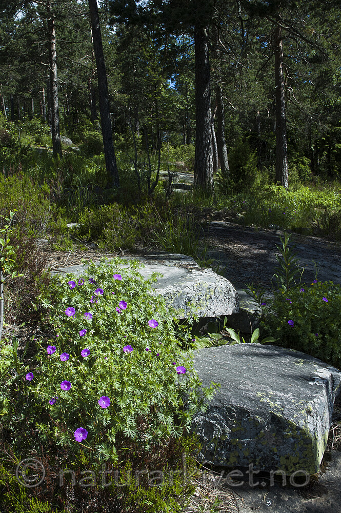 BB 05 0418 / Calluna vulgaris / Røsslyng <br /> Geranium sanguineum / Blodstorkenebb <br /> Juniperus communis / Einer <br /> Pinus sylvestris / Furu