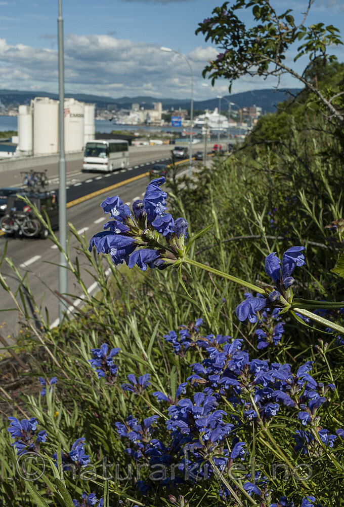 BB 05 0422 / Dracocephalum ruyschiana / Dragehode