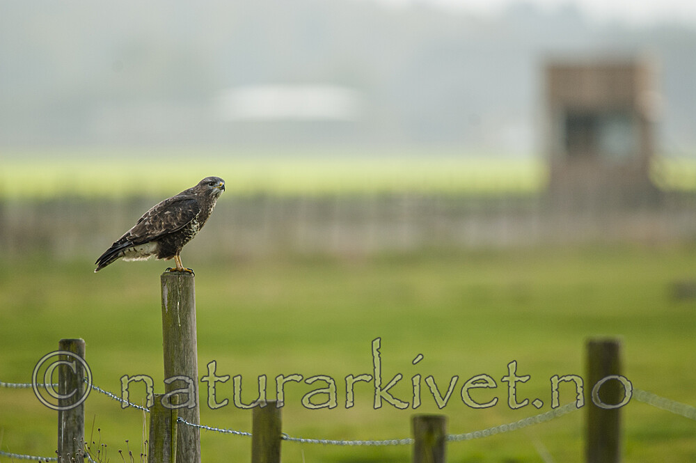 BB 05 0424 / Buteo buteo / Musvåk