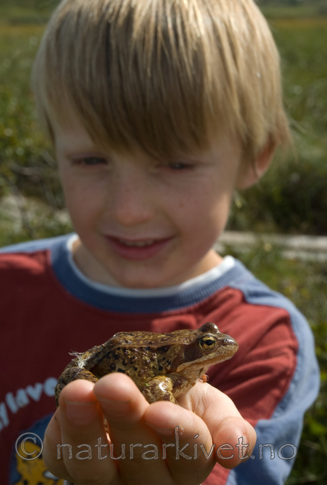BB 06 0031 / Rana temporaria / Buttsnutefrosk