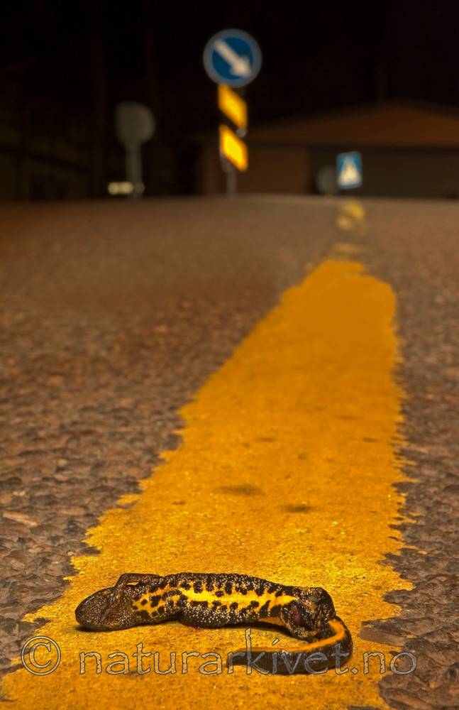 BB 06 0035 / Triturus cristatus / Storsalamander