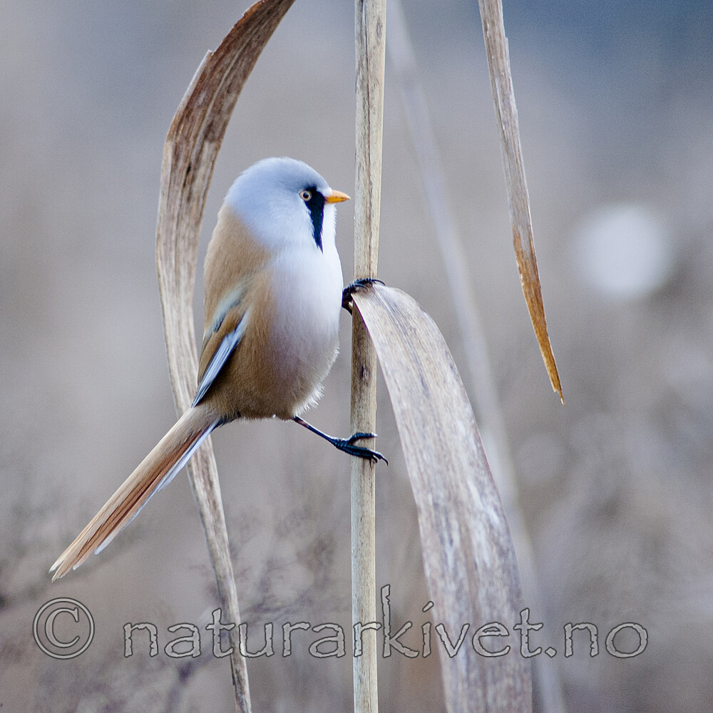 BB 06 0039 / Panurus biarmicus / Skjeggmeis <br /> Phragmites australis / Takrør