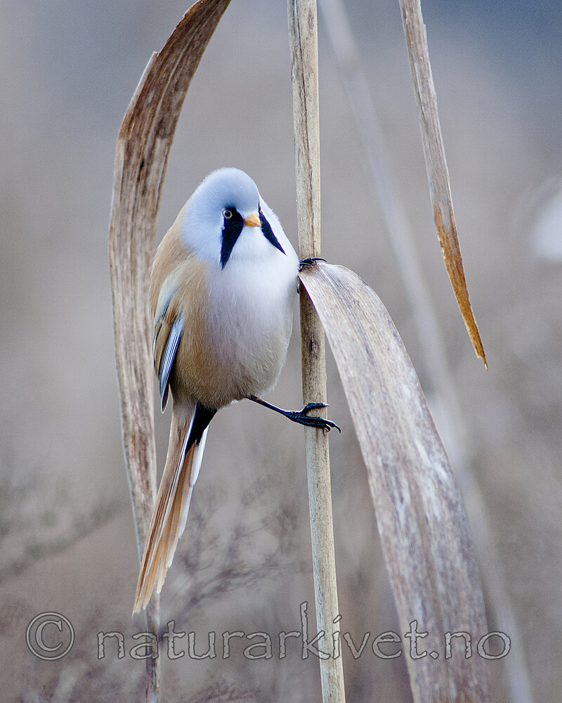 BB 06 0040 / Panurus biarmicus / Skjeggmeis <br /> Phragmites australis / Takrør