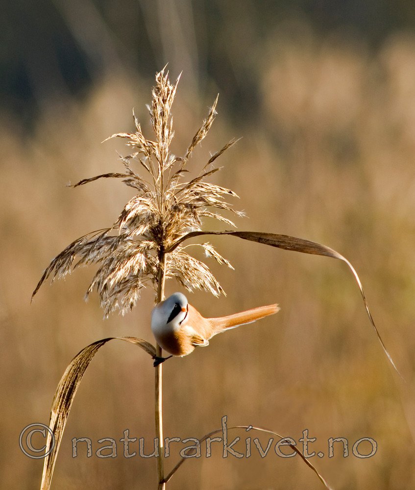 BB 06 0042 / Panurus biarmicus / Skjeggmeis <br /> Phragmites australis / Takrør