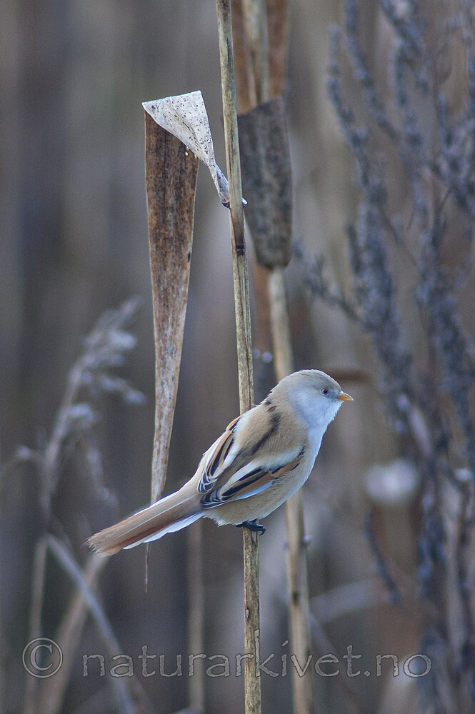 BB 06 0045 / Panurus biarmicus / Skjeggmeis <br /> Phragmites australis / Takrør