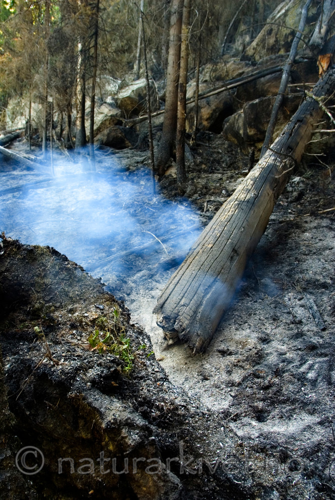 BB 06 0061 / Picea abies / Gran