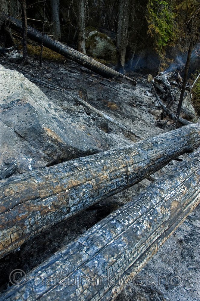 BB 06 0063 / Picea abies / Gran