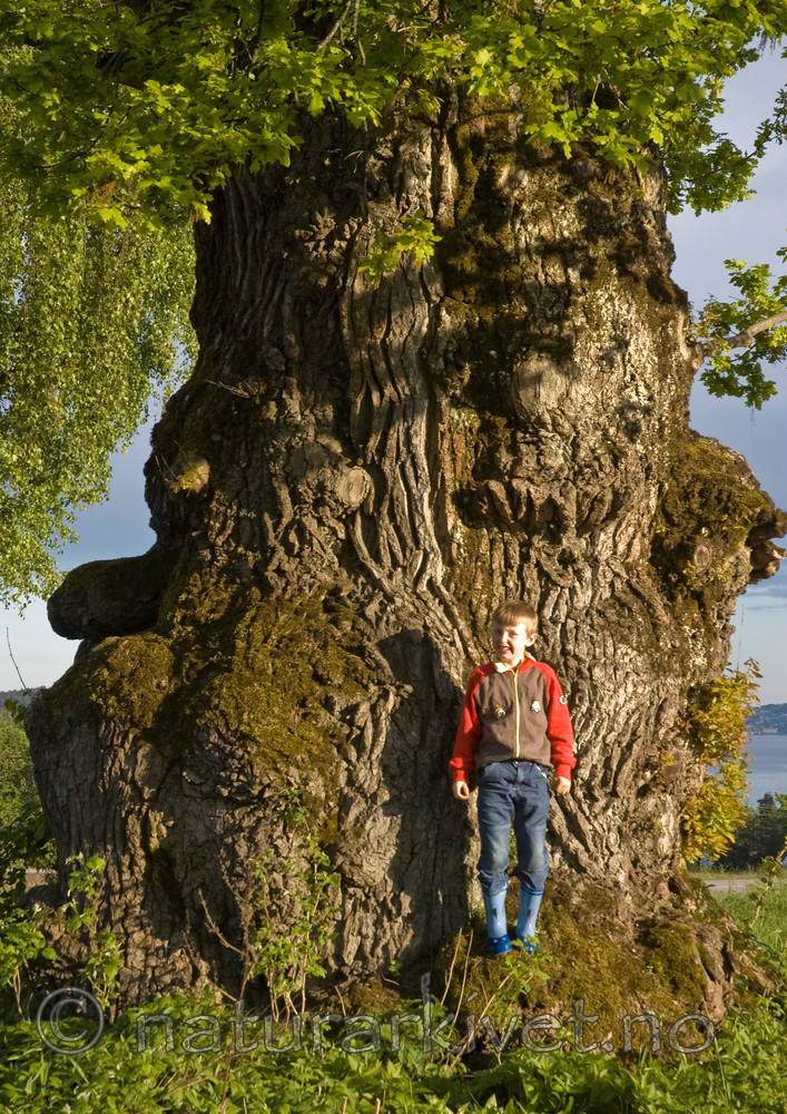 BB 06 0075 / Quercus robur / Sommereik