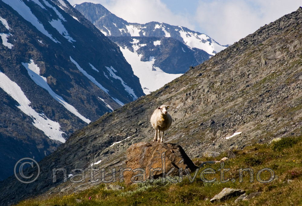 BB 06 0081 / Ovis aries / Sau