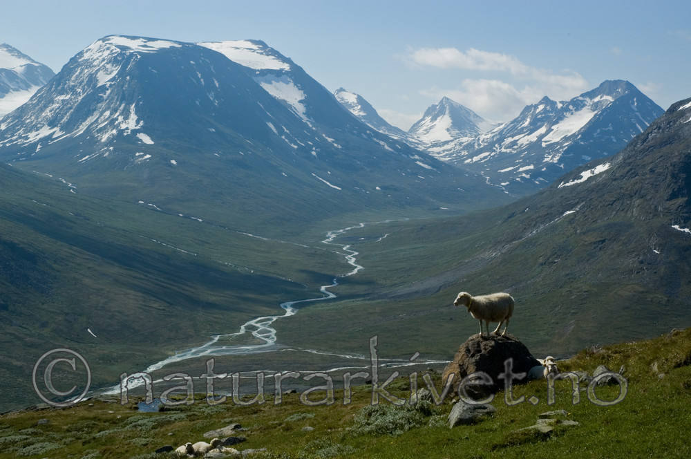 BB 06 0083 / Ovis aries / Sau