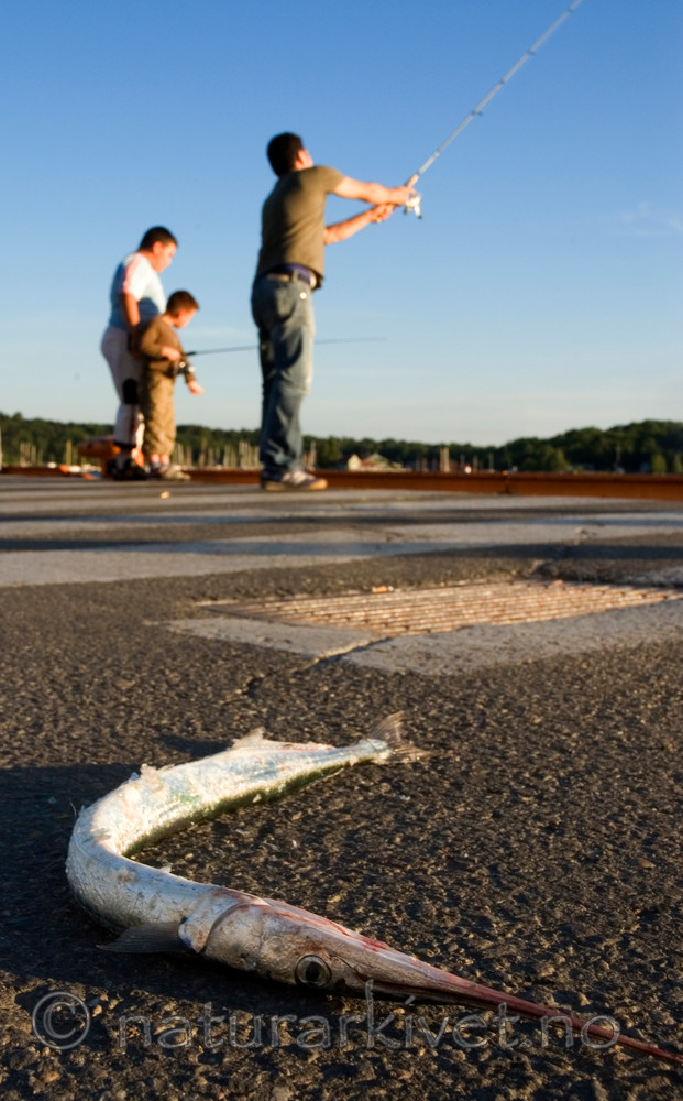 BB 06 0094 / Belone belone / Horngjel