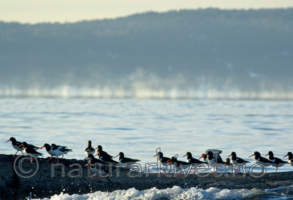 BB 06 0103 / Haematopus ostralegus / Tjeld