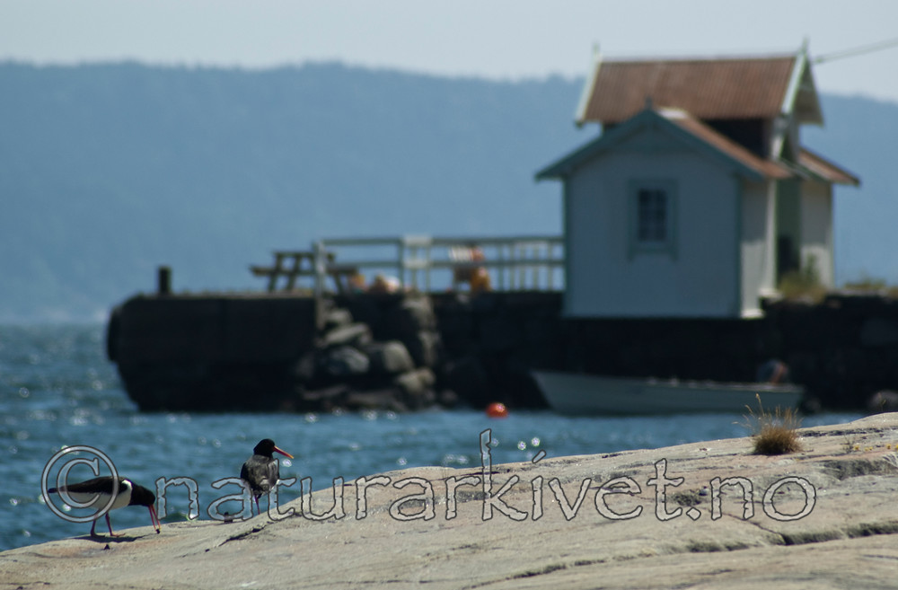 BB 06 0105 / Haematopus ostralegus / Tjeld