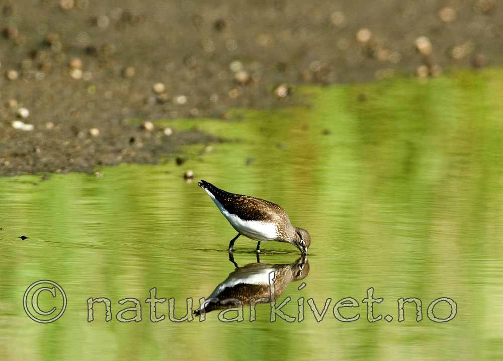 BB 06 0108 / Tringa ochropus / Skogsnipe